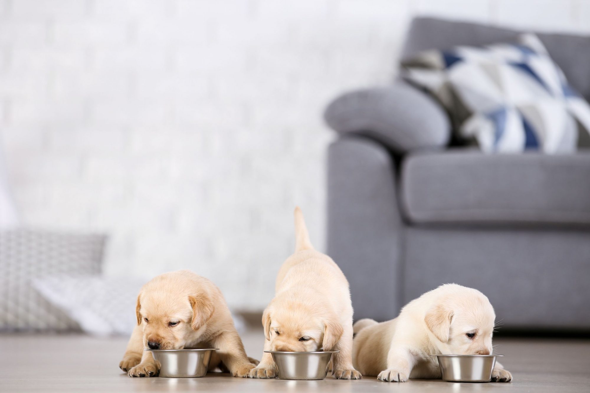 Puppies eating