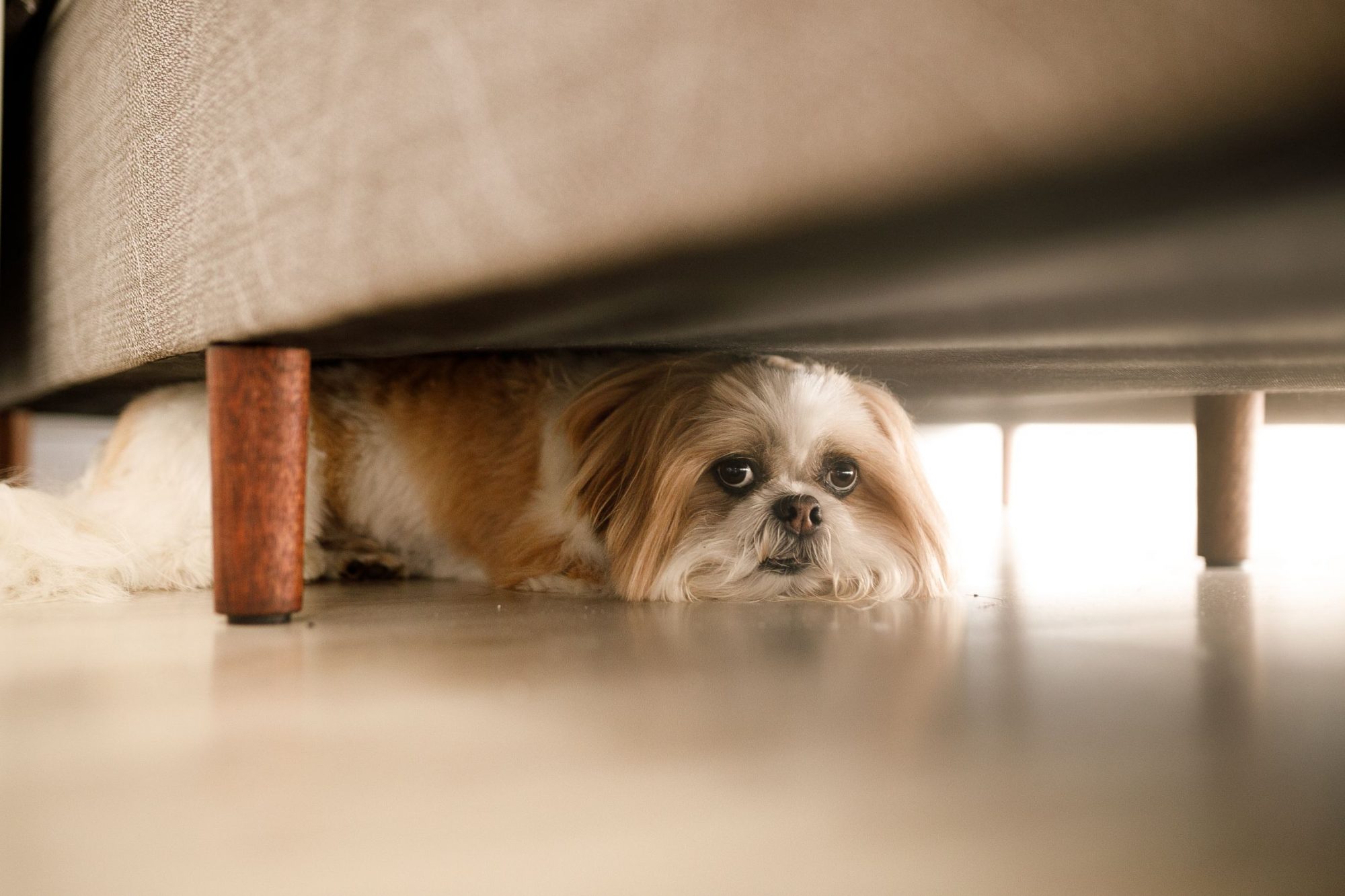 Dog hiding from loud noises.