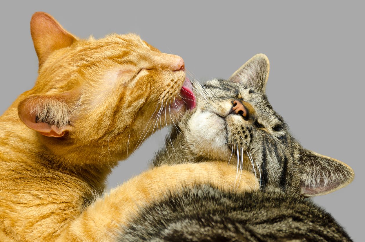 A cat grooming another.