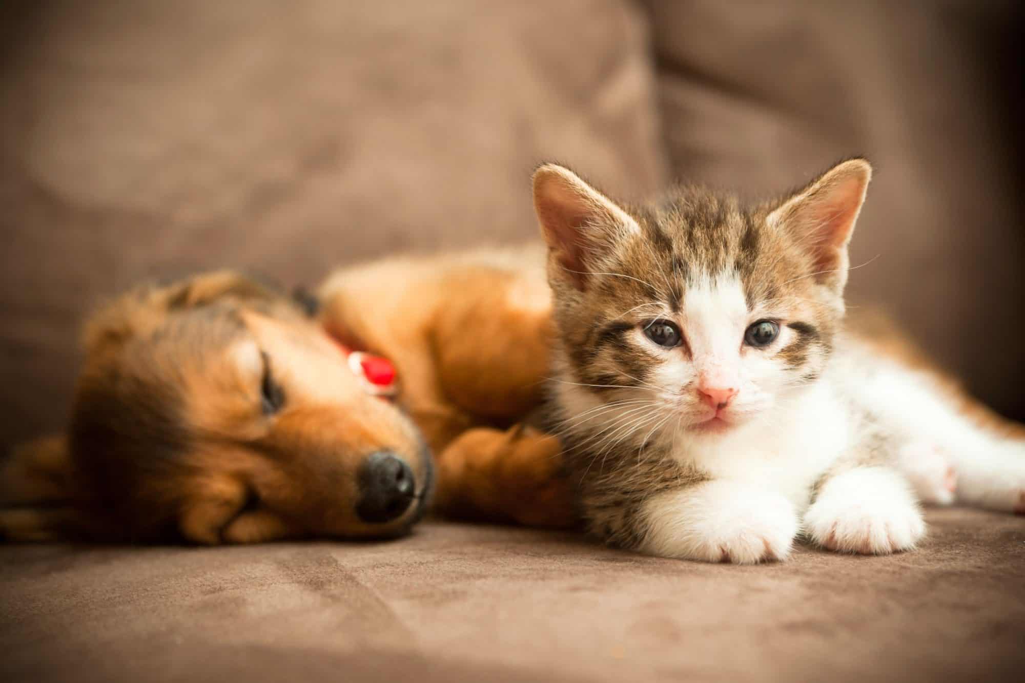 Cute puppy and kitten.