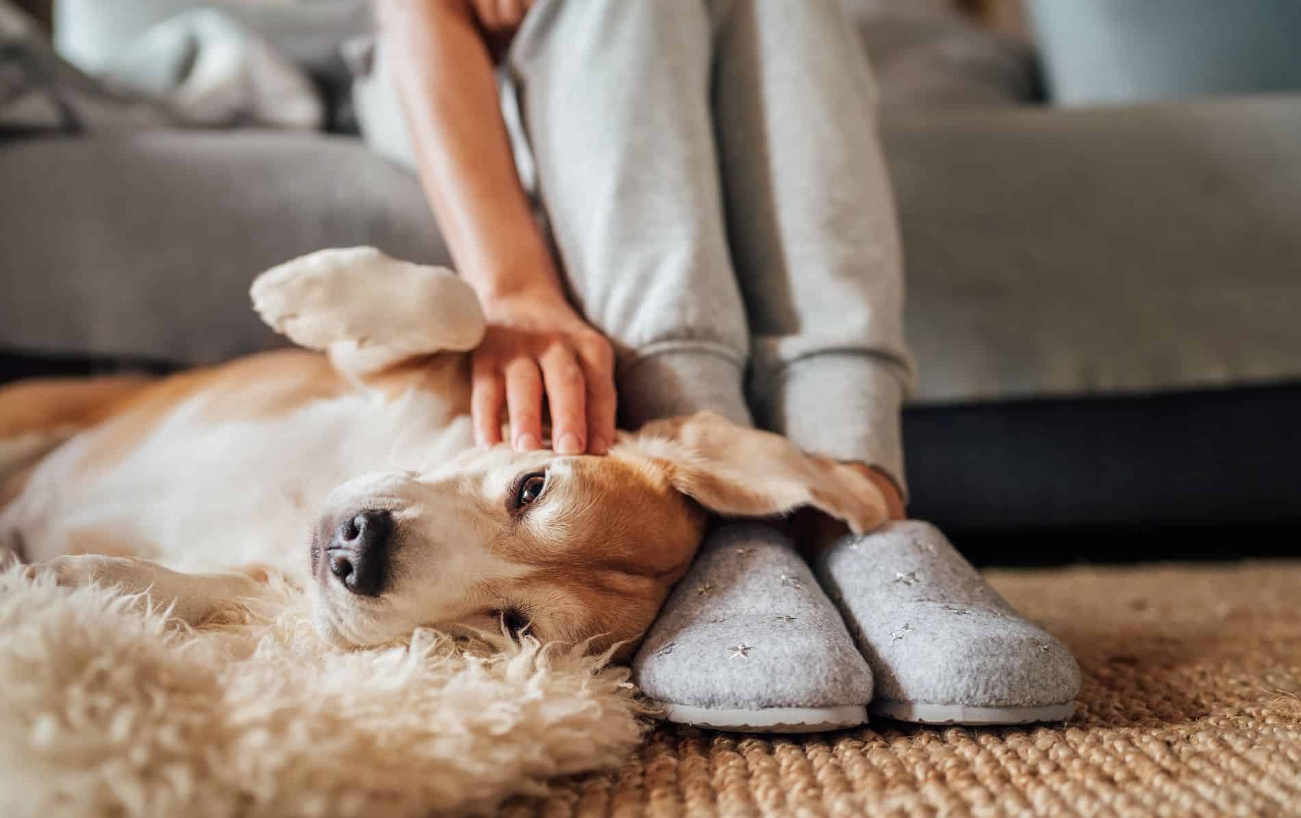 Doggo getting scritches from owner.