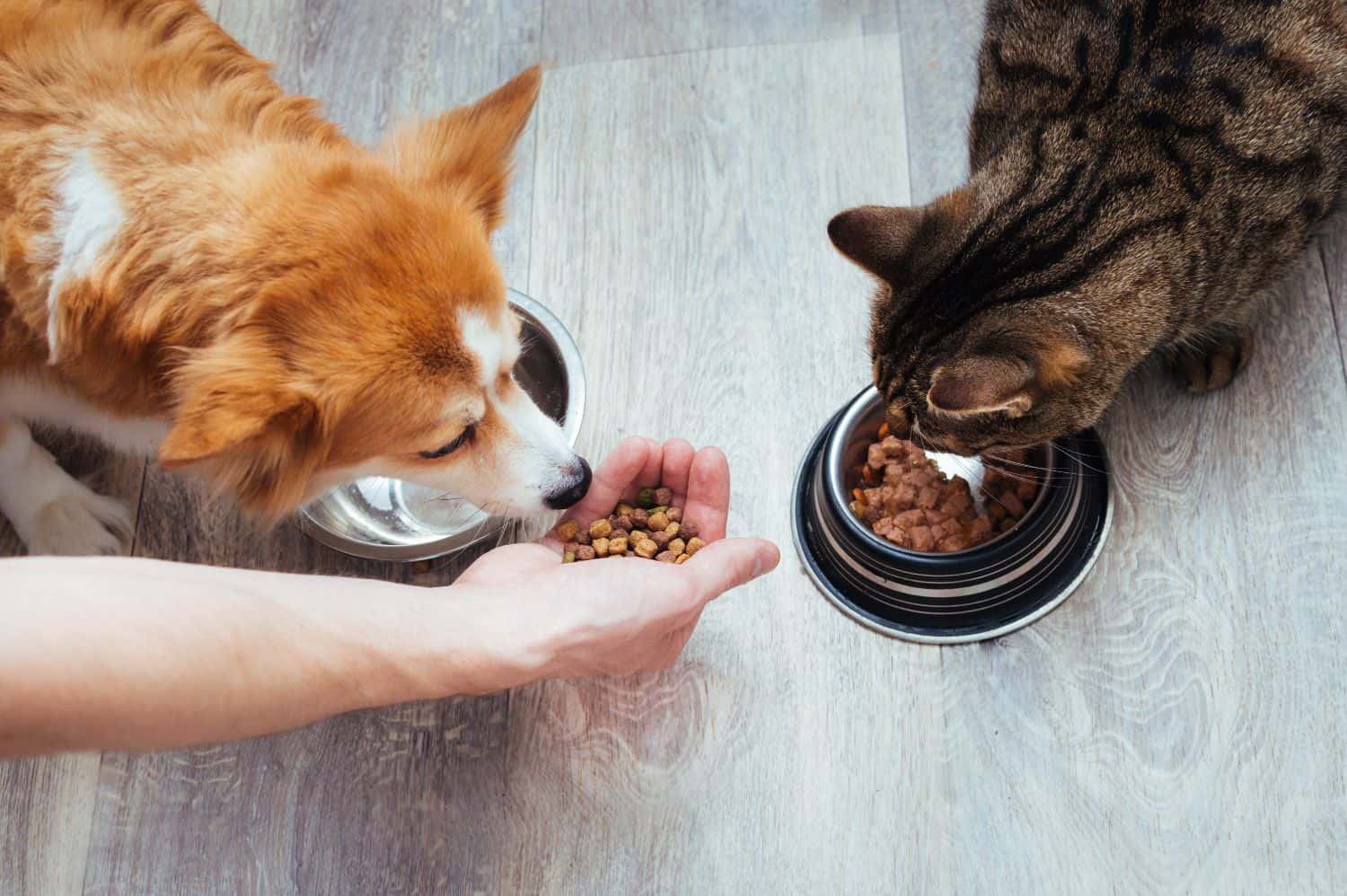 Cat and dog eating food.