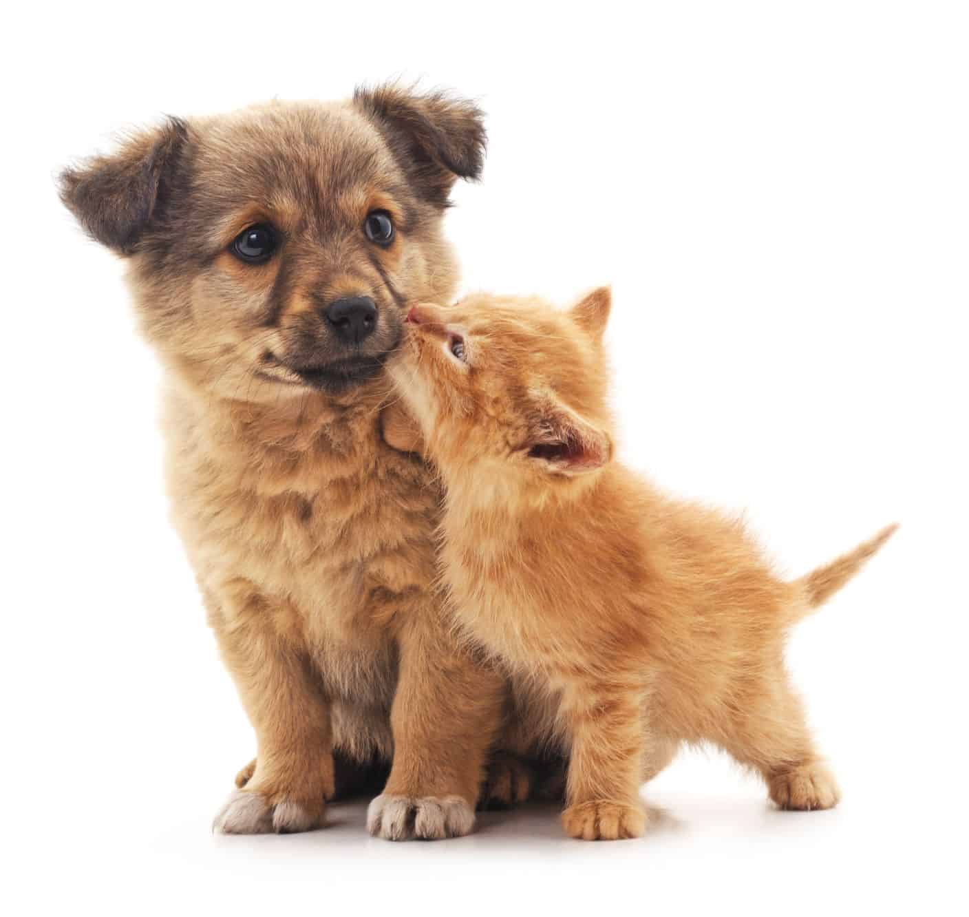 Cute puppy and kitten.