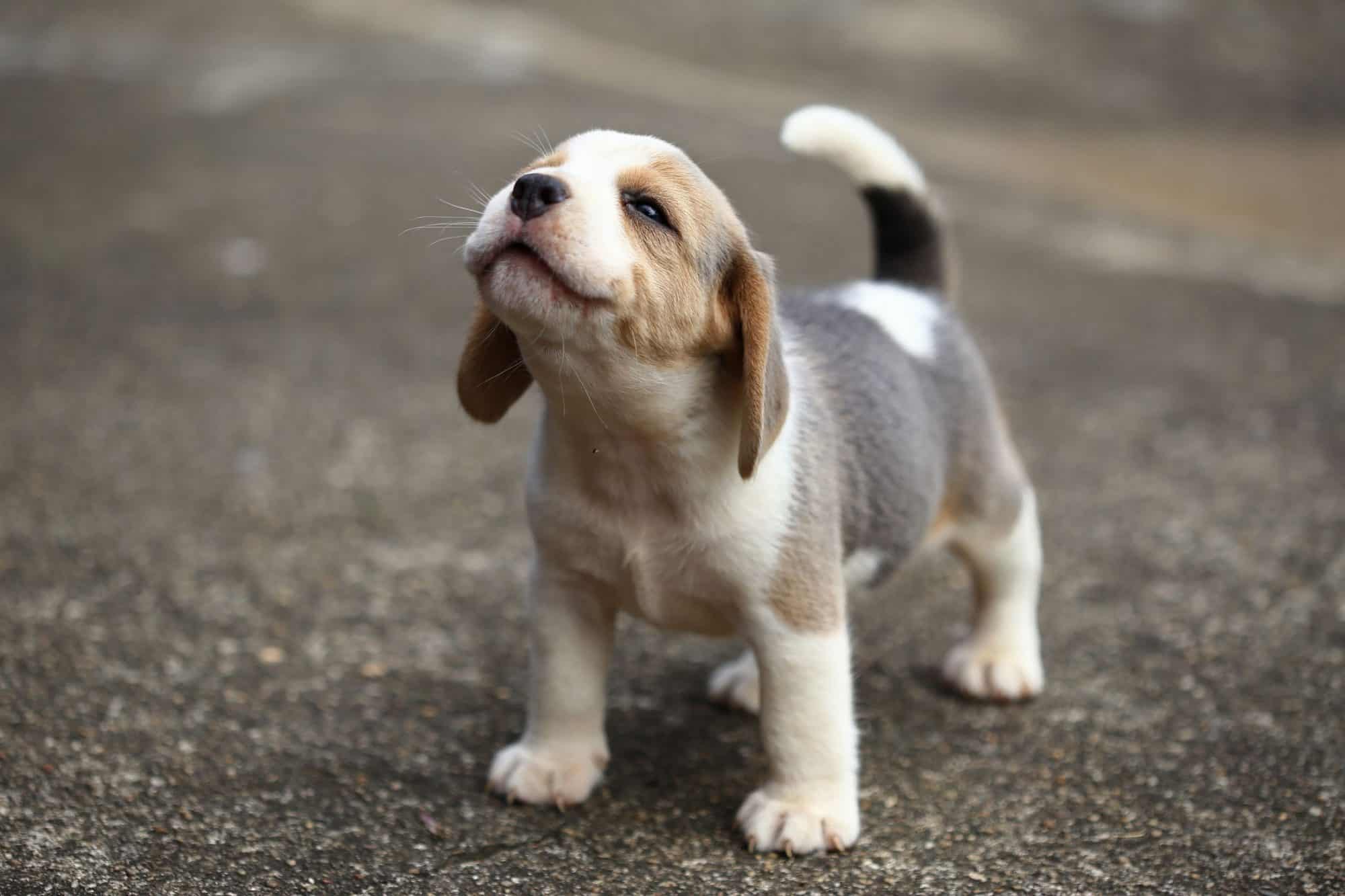 Cute beagle puppy.