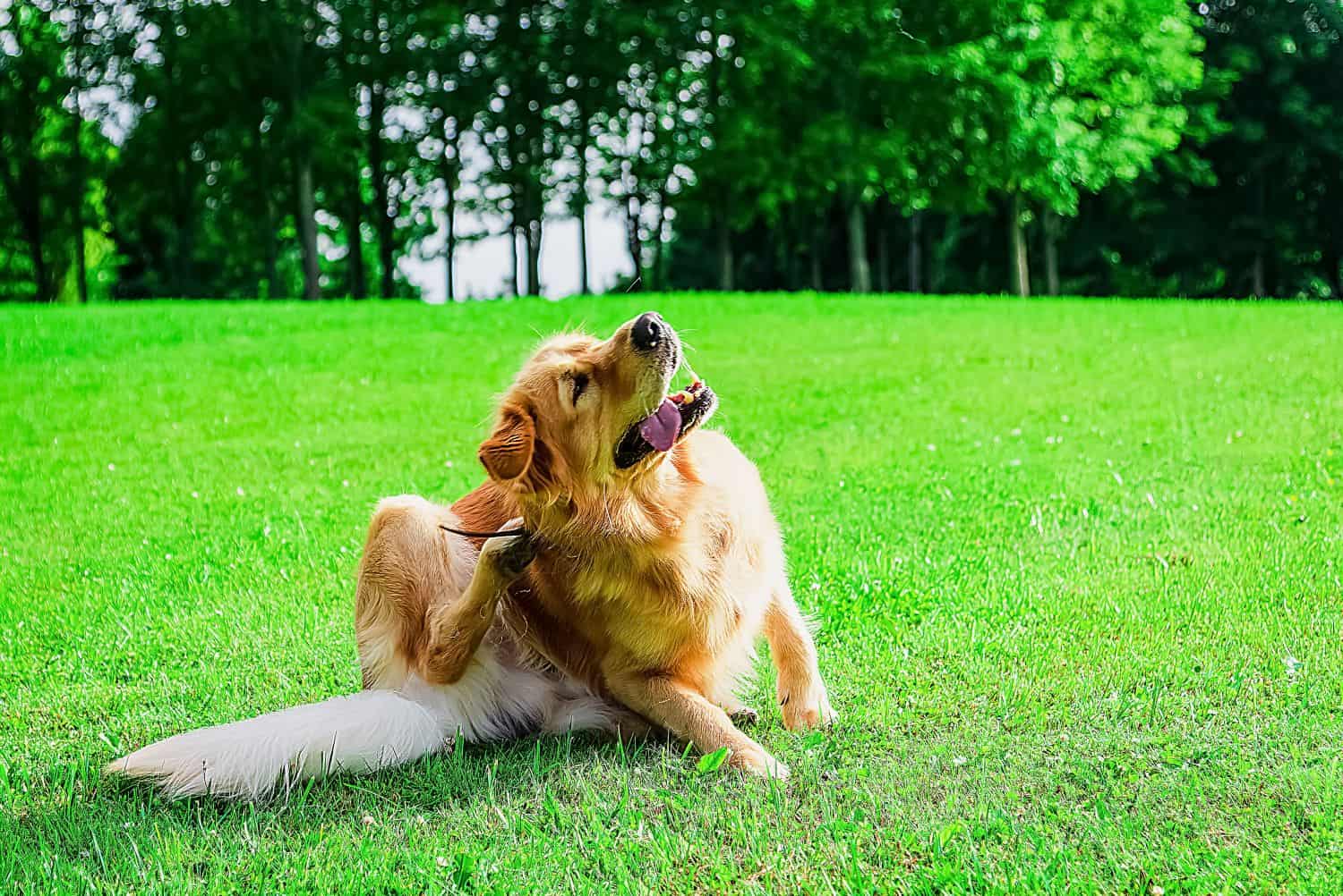 A dog scratching in the grass.