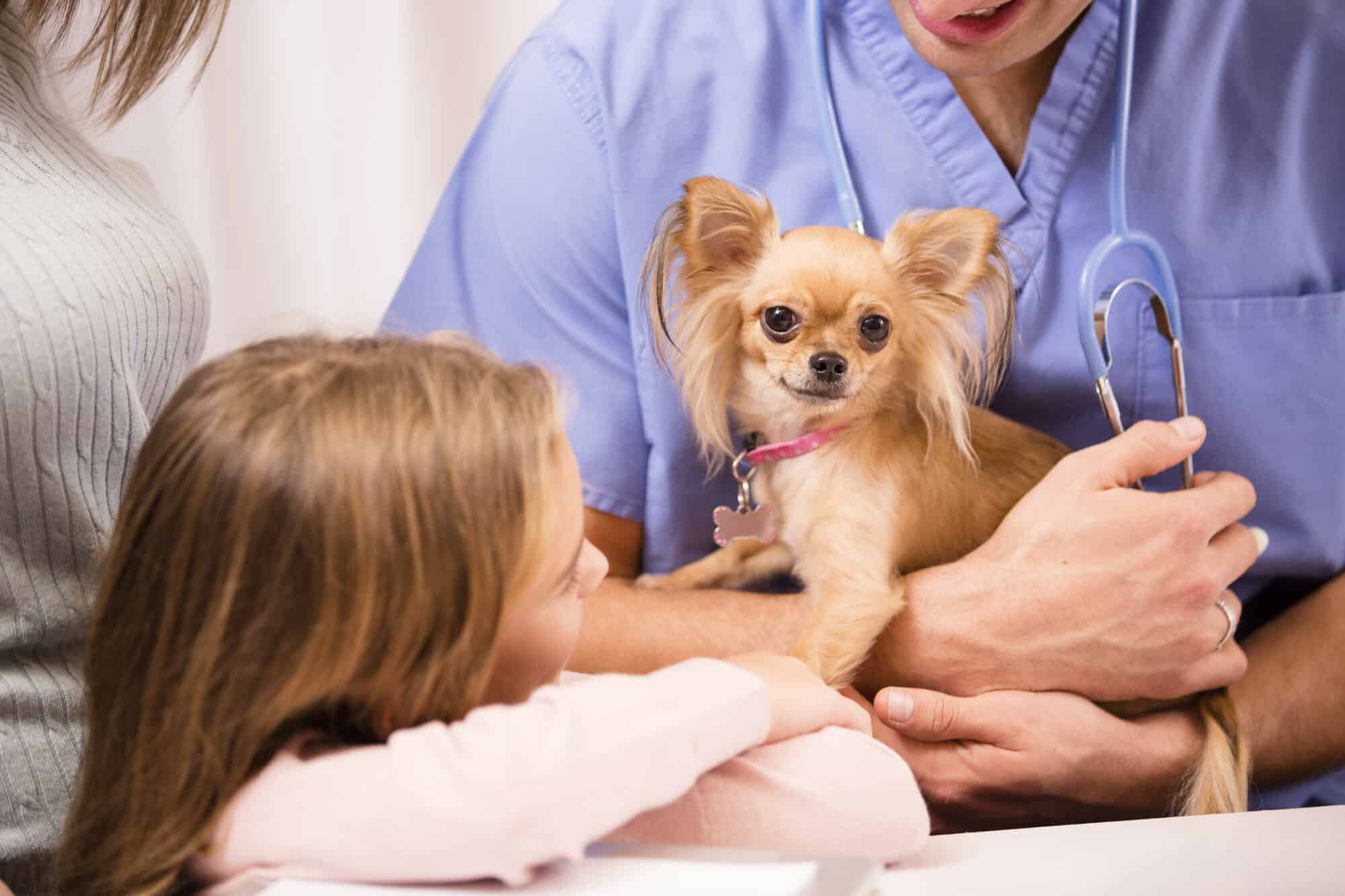 Veterinarian holds Chihuahua dog.