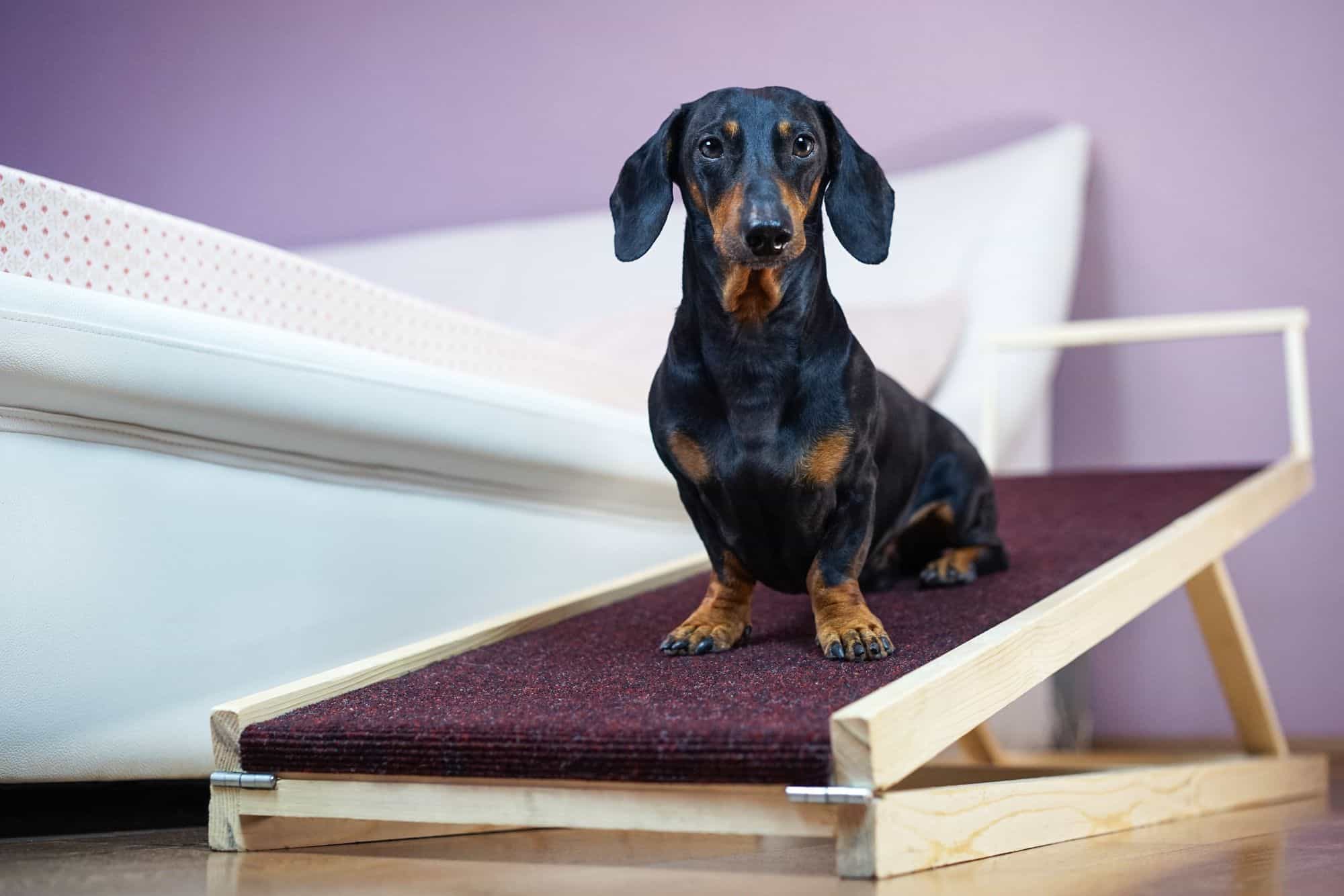dog on ramp.
