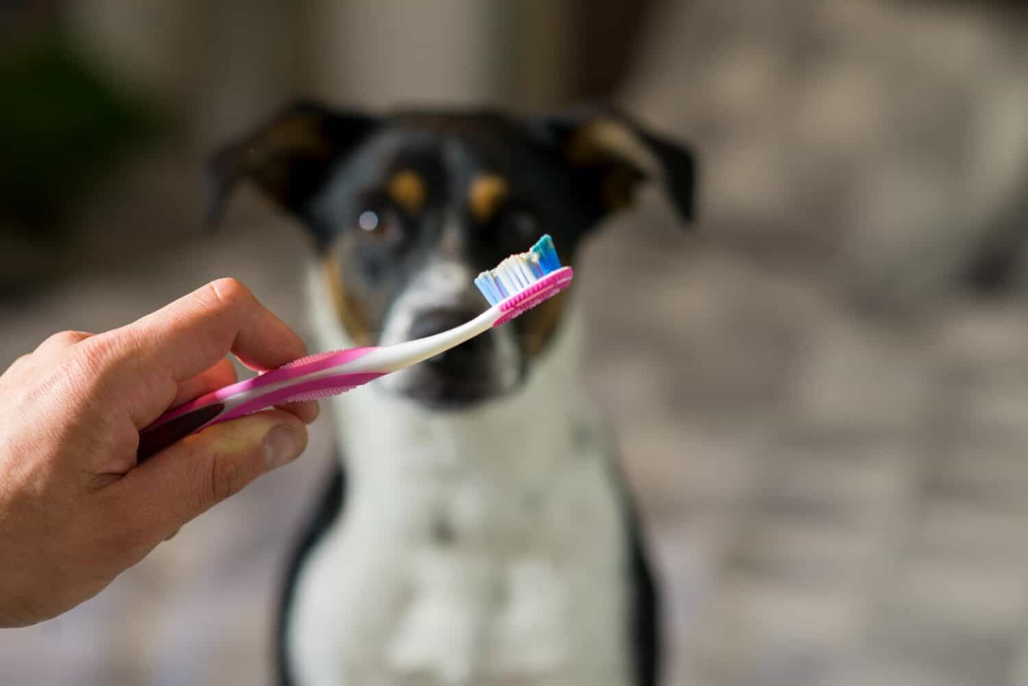 How to Brush Your Pet's Teeth A StepbyStep Guide Bowman Veterinary Hospital Bowman