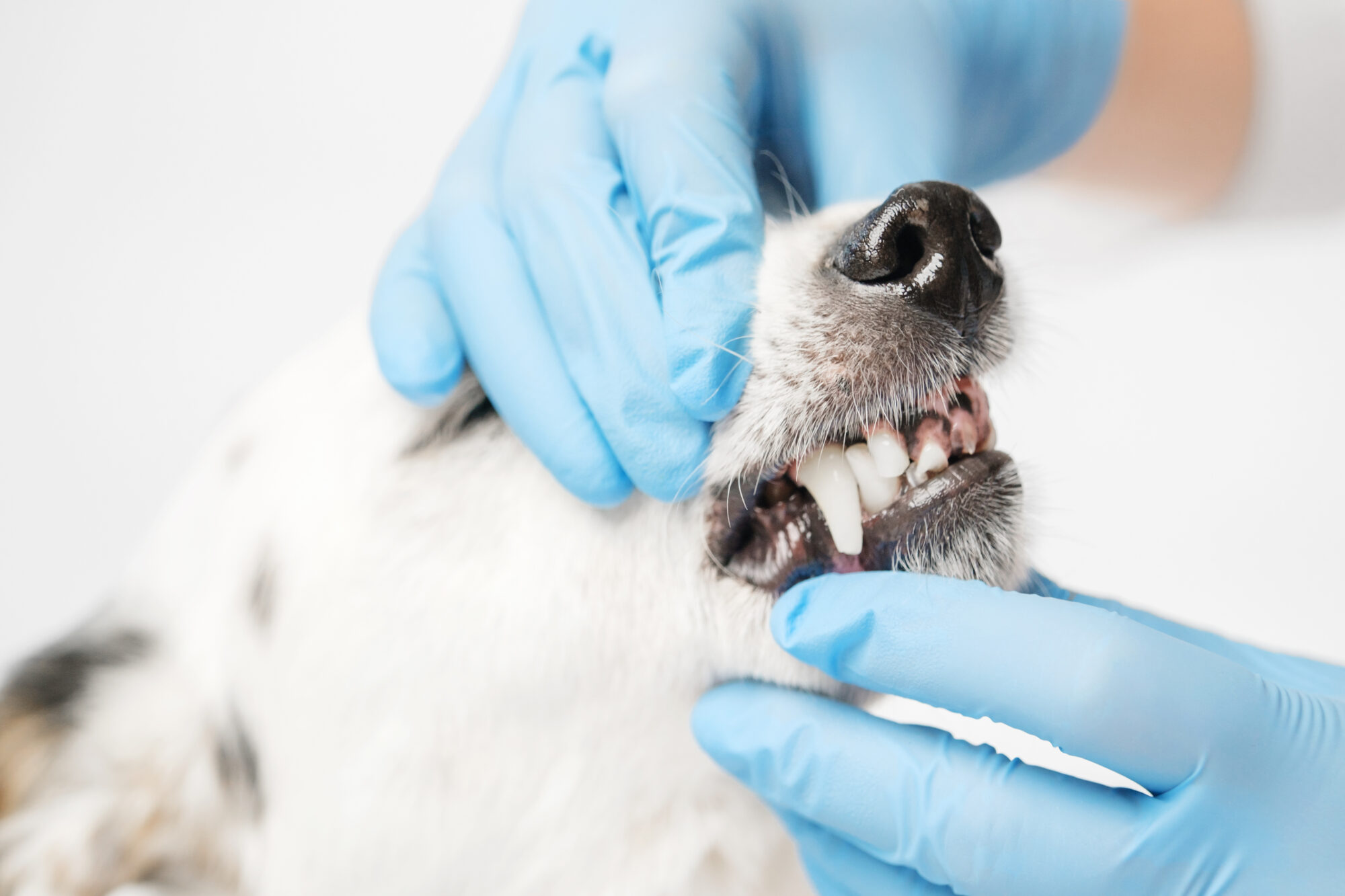 The Importance of Regular Pet Dental Check-ups The Importance of Regular Pet Dental Check-ups