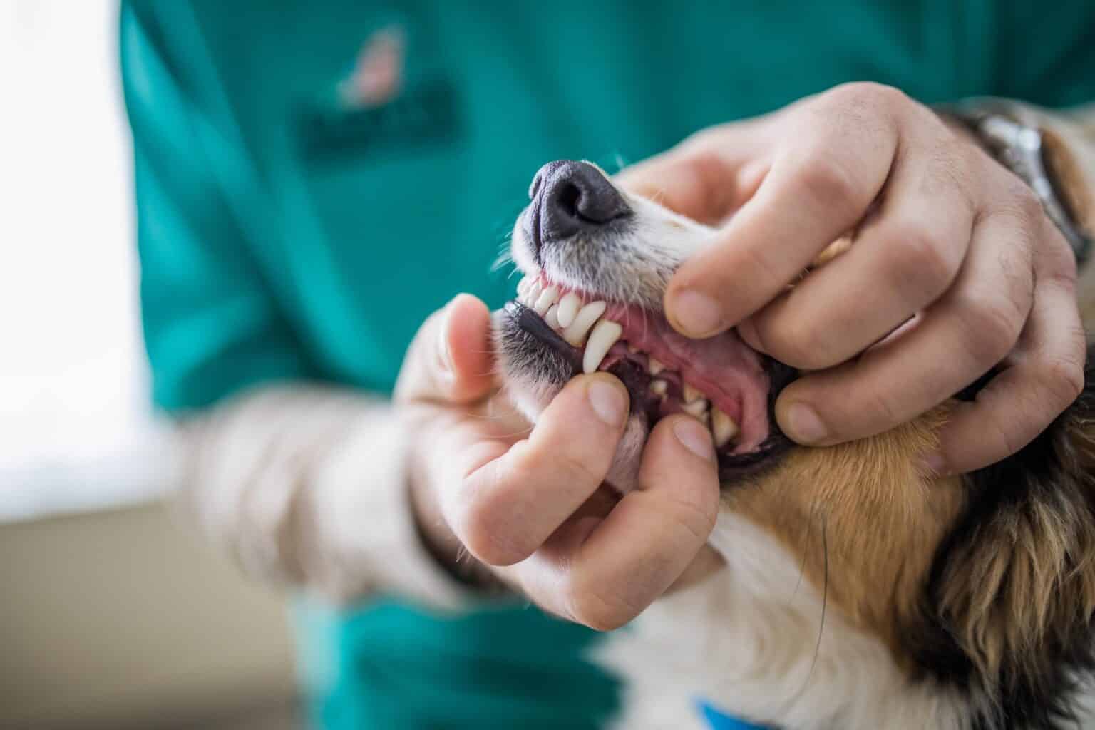 The Importance of Regular Pet Dental Checkups Bowman Veterinary