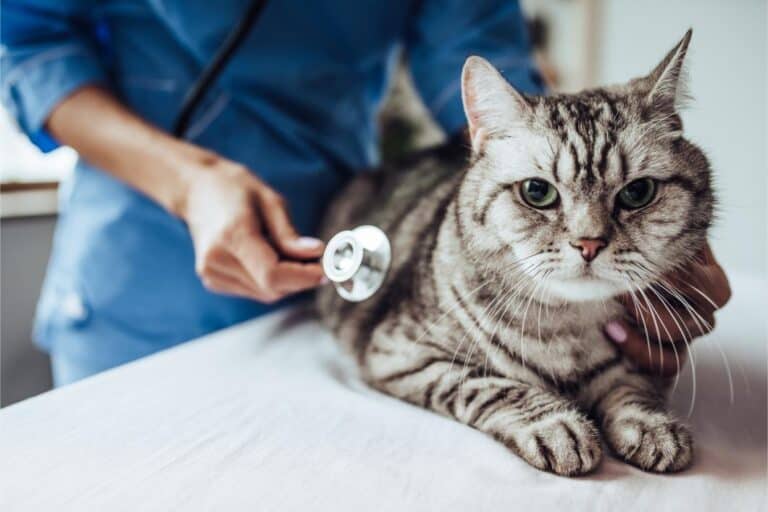 Benefits of Spaying & Nuetering Your Cat Bowman Veterinary Hospital