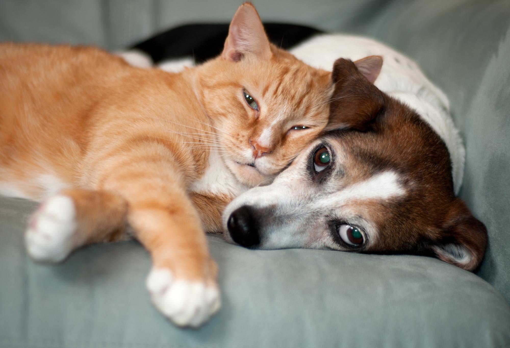 Signs of Arthritis in Pets