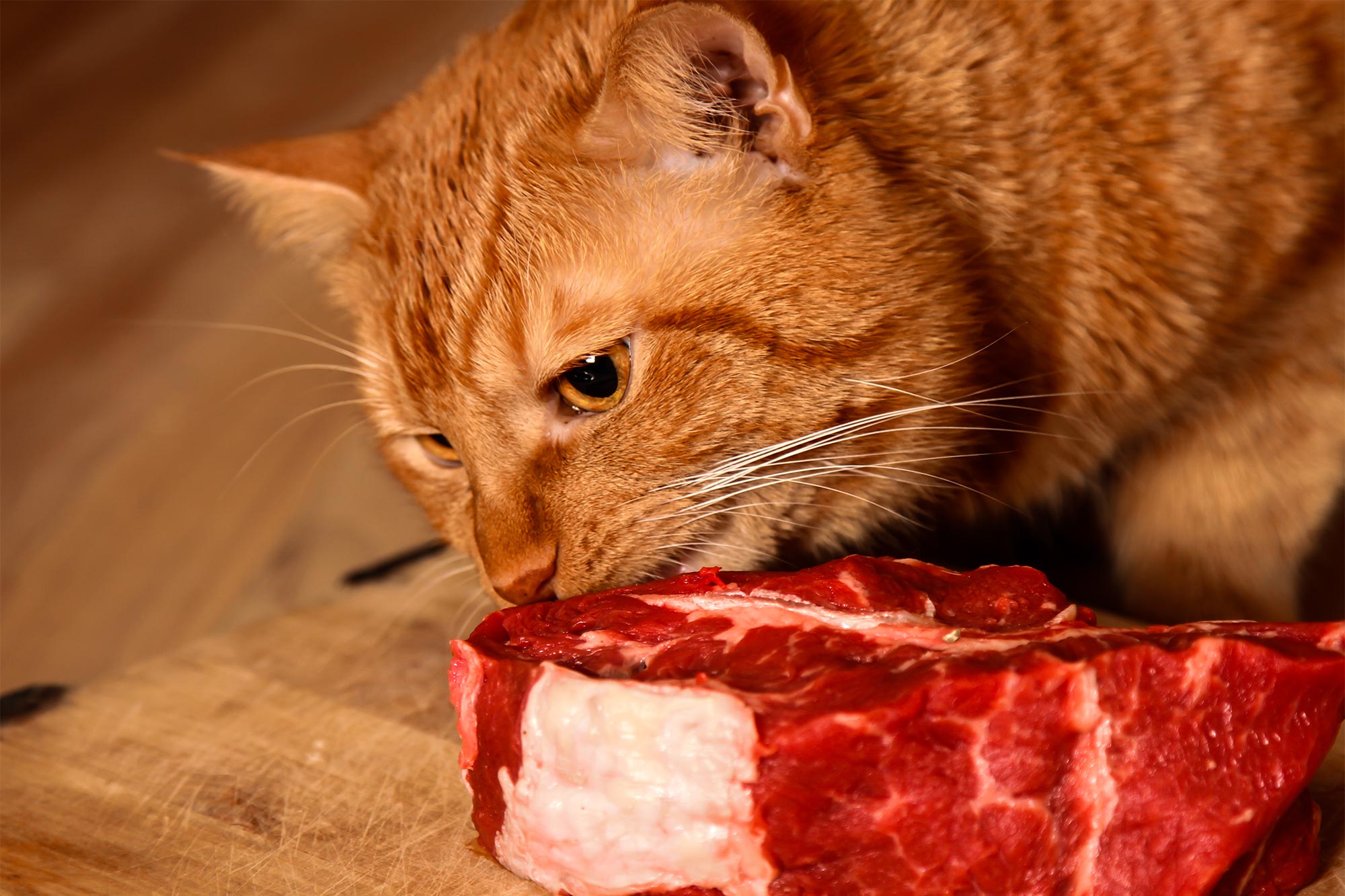 Why Cats Need High Protein Diets