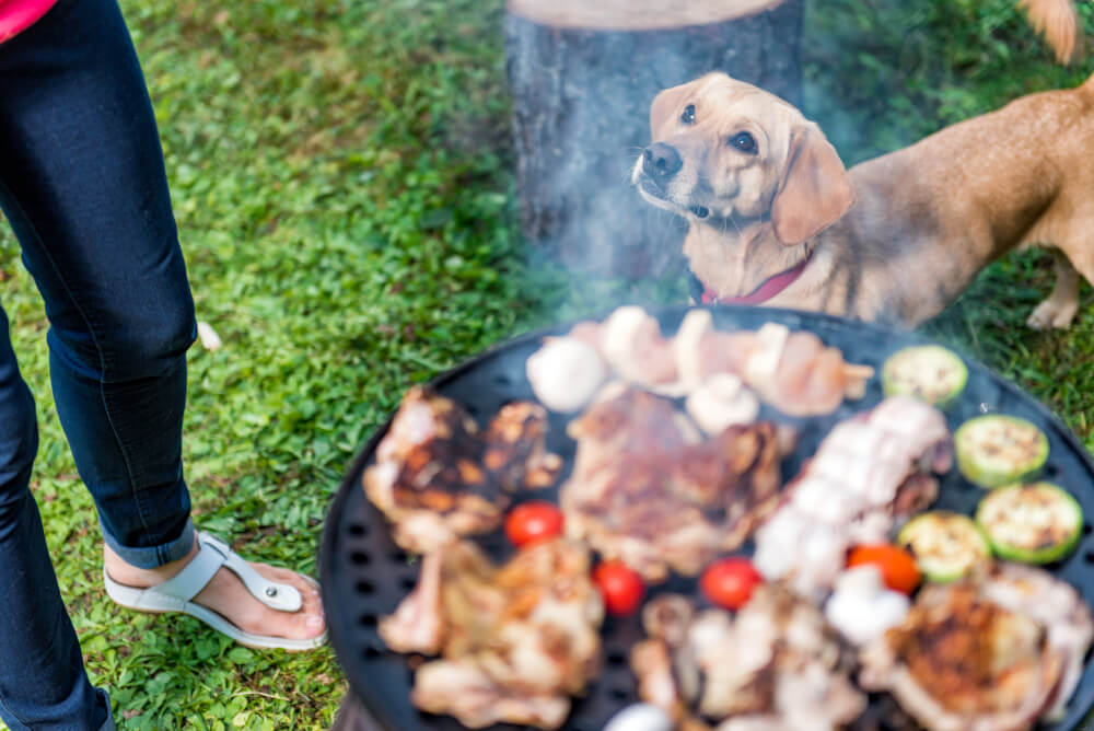 Harmful BBQ Foods You Shouldn’t Feed to Your Pet