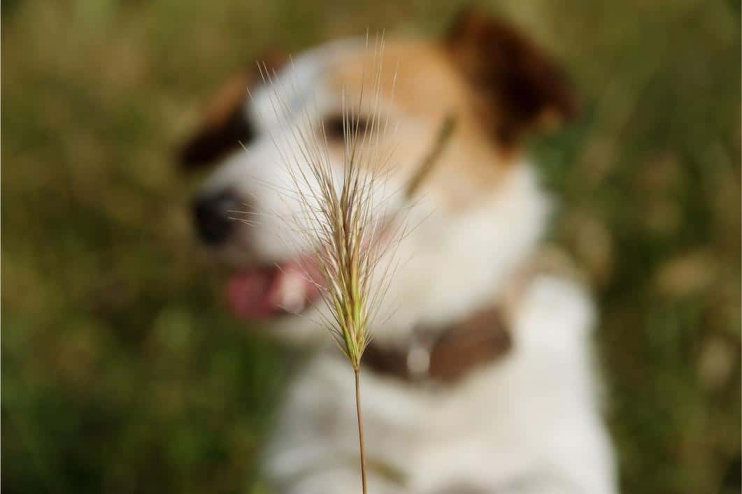 Dogs and Foxtails .