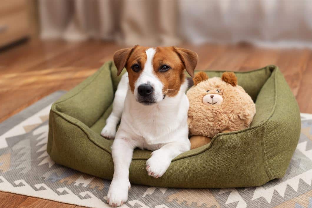 Is Your Pet's Bed Overdue for a Cleaning?