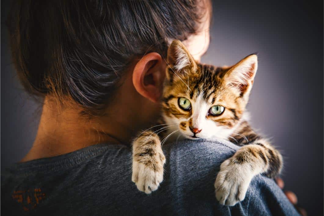 cat being held. 
