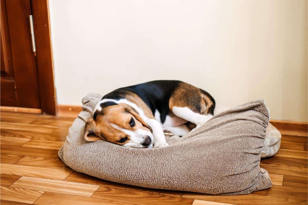 Sudden Diarrhea in Dogs: When Home Care Isn’t Enough