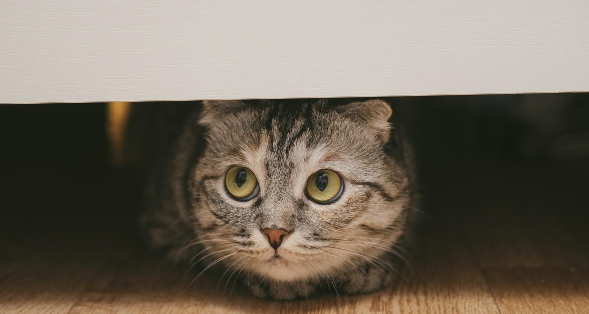 Why Is My Cat Hiding More? Behavioral Change That Can Signal Illness