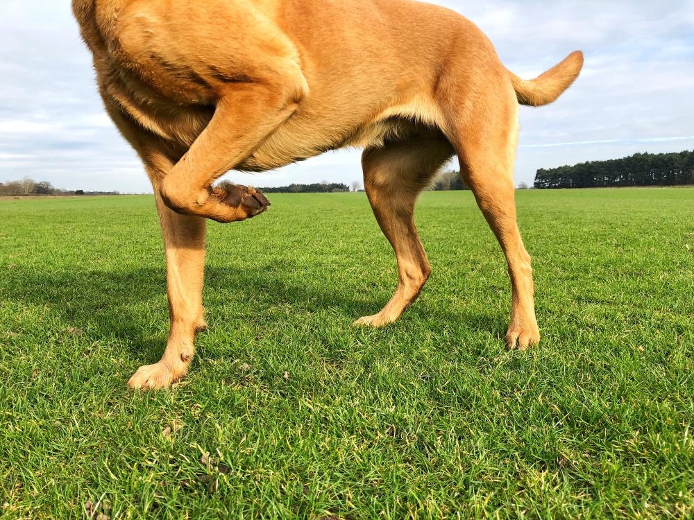Why Is My Dog Limping After Exercise? Summer Activity Injuries Explained Why Is My Dog Limping After Exercise? Summer Activity Injuries Explained