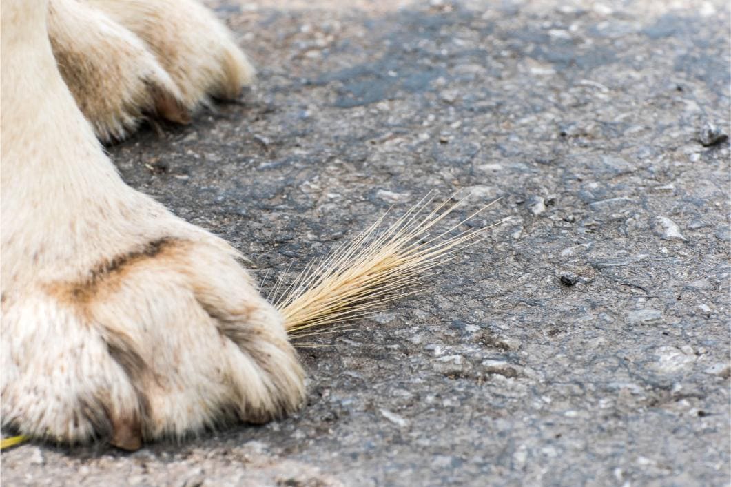 foxtail in a feline paw.