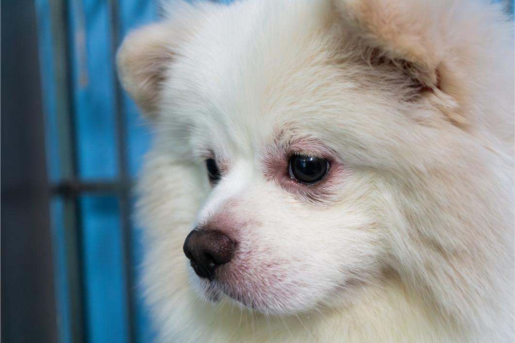 Dog with facial swelling.