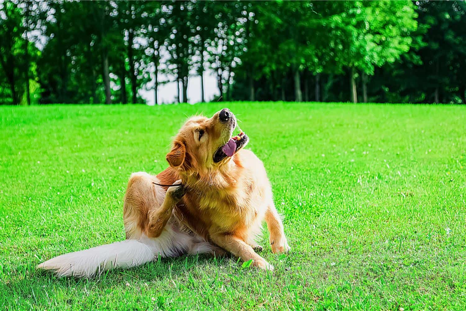 Head Shaking in Dogs: Ear Infection, Allergies, or Something Else?
