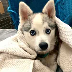 Acupuncture Acupuncture