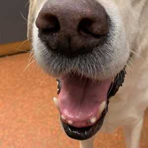 Dental Care Dental Care