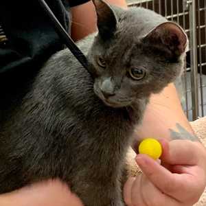 Diagnostics Diagnostics