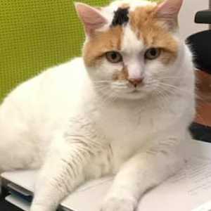 Internal Medicine Internal Medicine