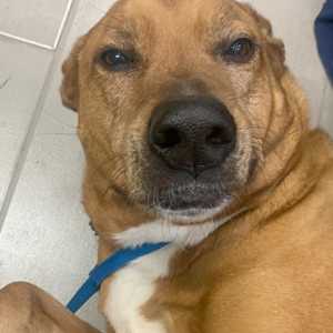 Laser Therapy Laser Therapy