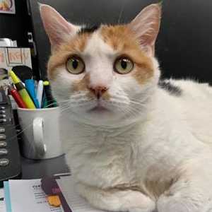 Wellness Care Wellness Care