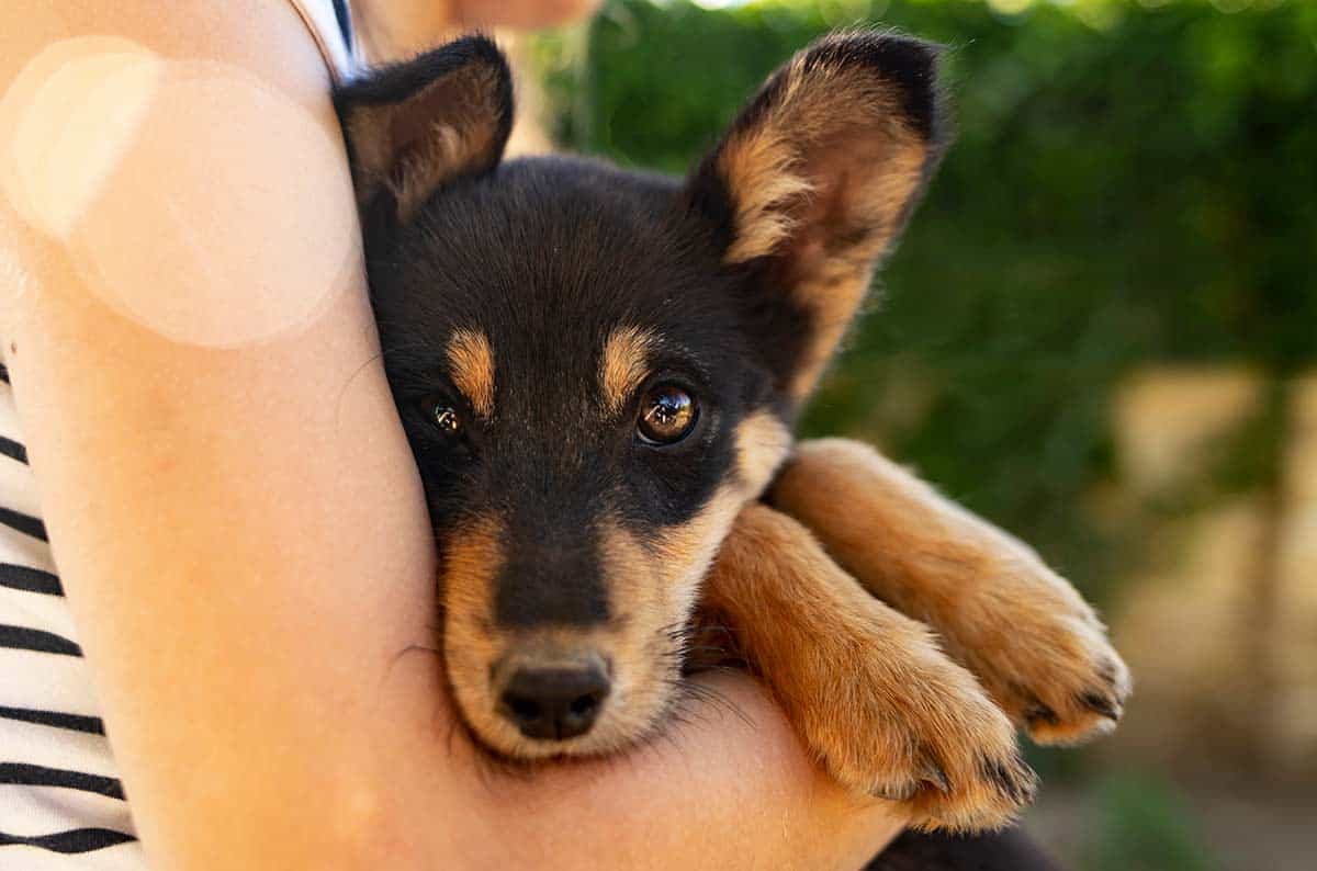 A puppy held in arms A puppy held in arms