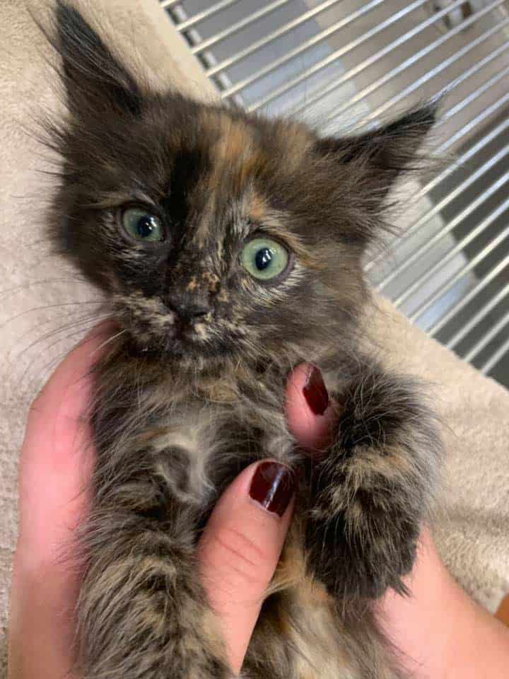 Cute kitten Cute kitten