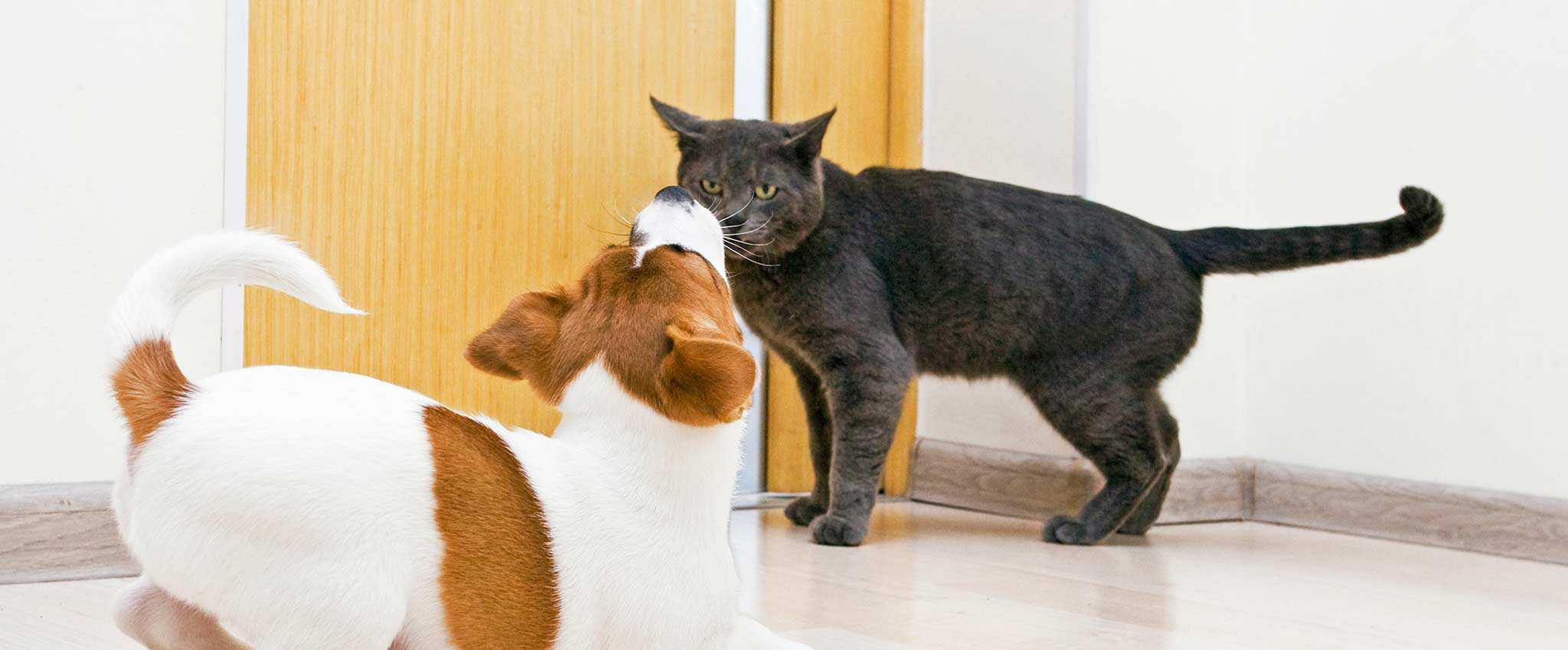 A cat facing down a dog
