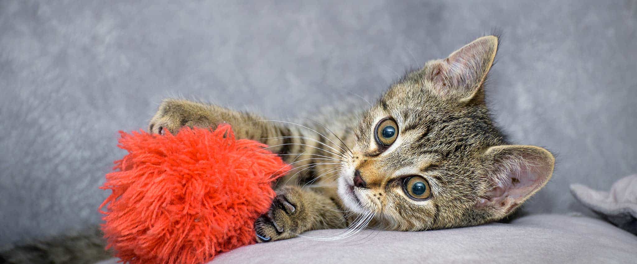 Cat playing with a pompom