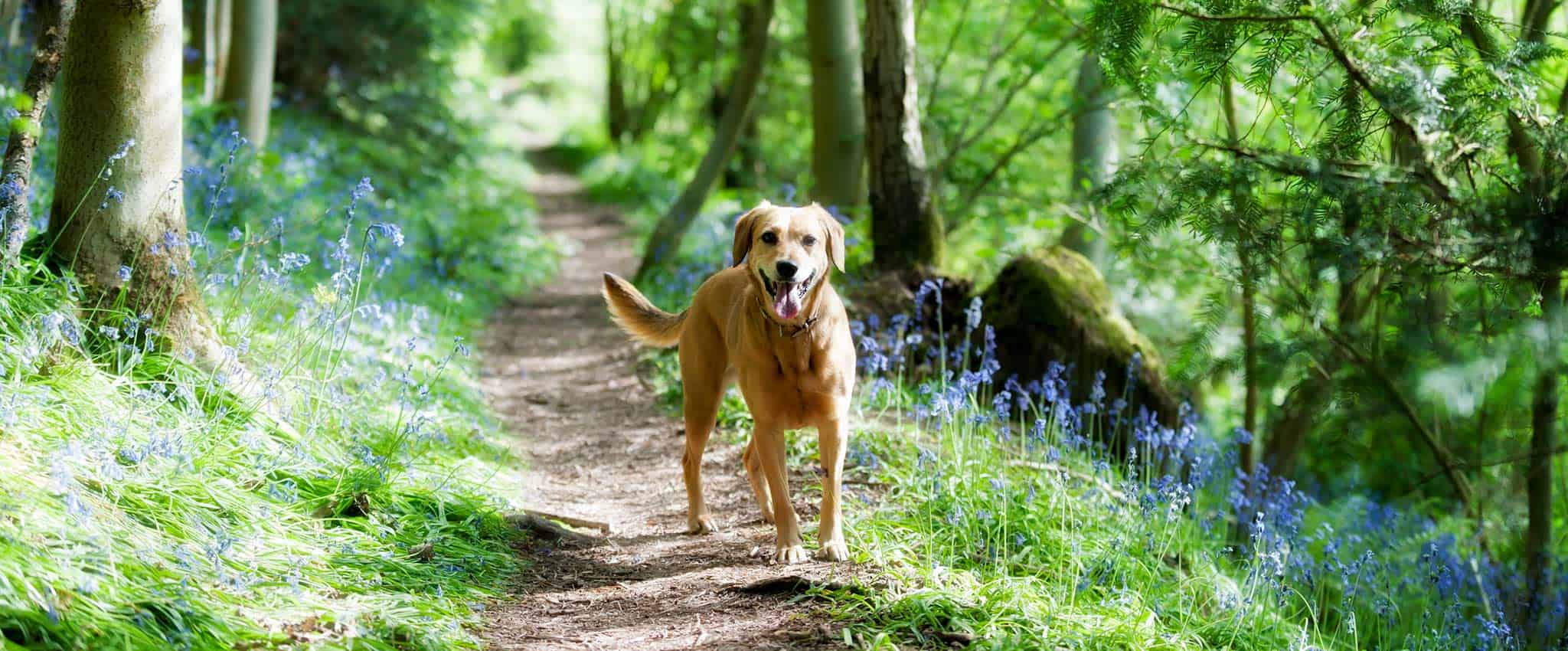 A dog on a running path